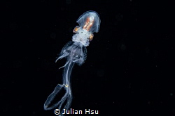 Paper nautilus riding on jellyfish by Julian Hsu 
